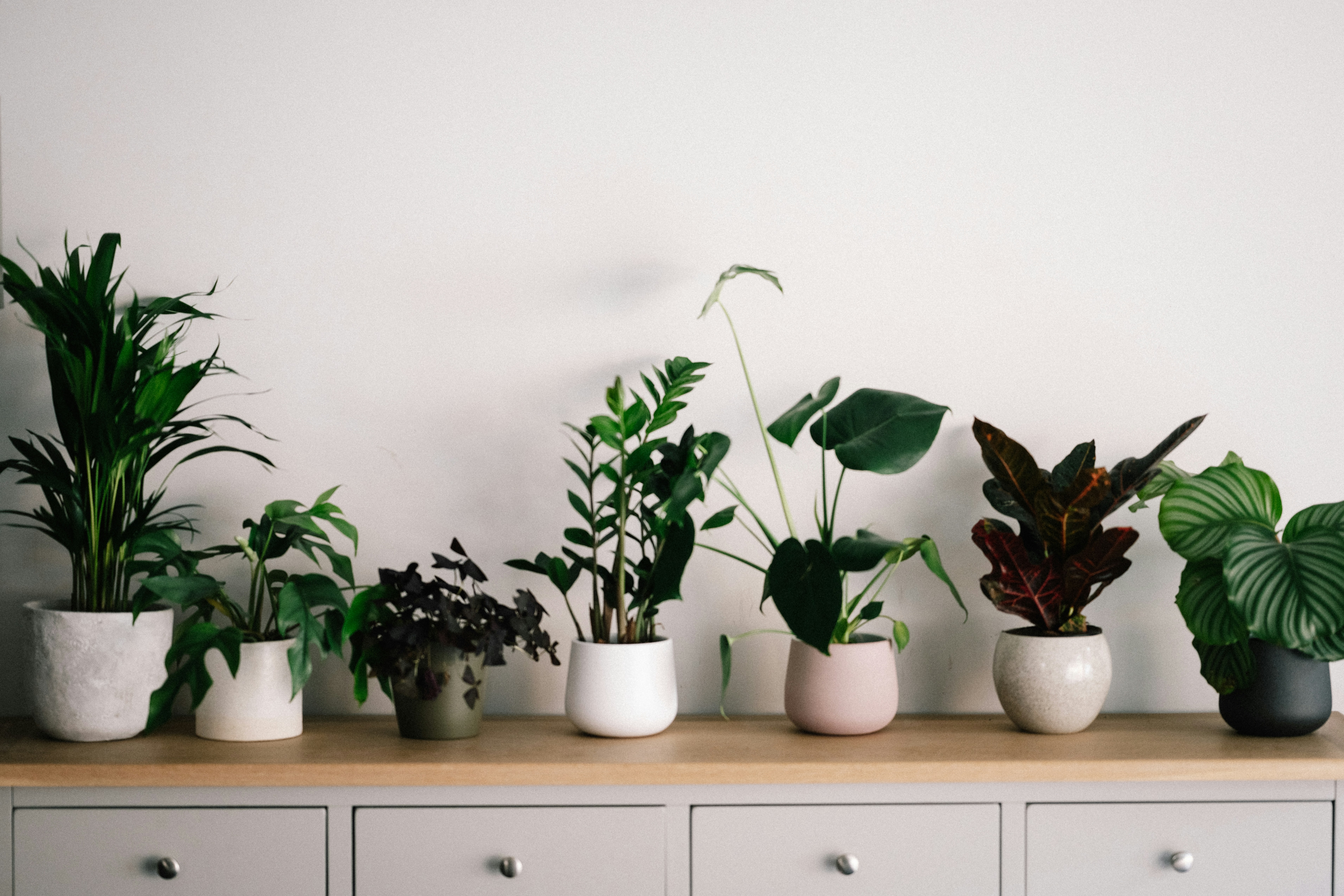 ❓ FAQ by Gone Greenish green plant on white ceramic pot