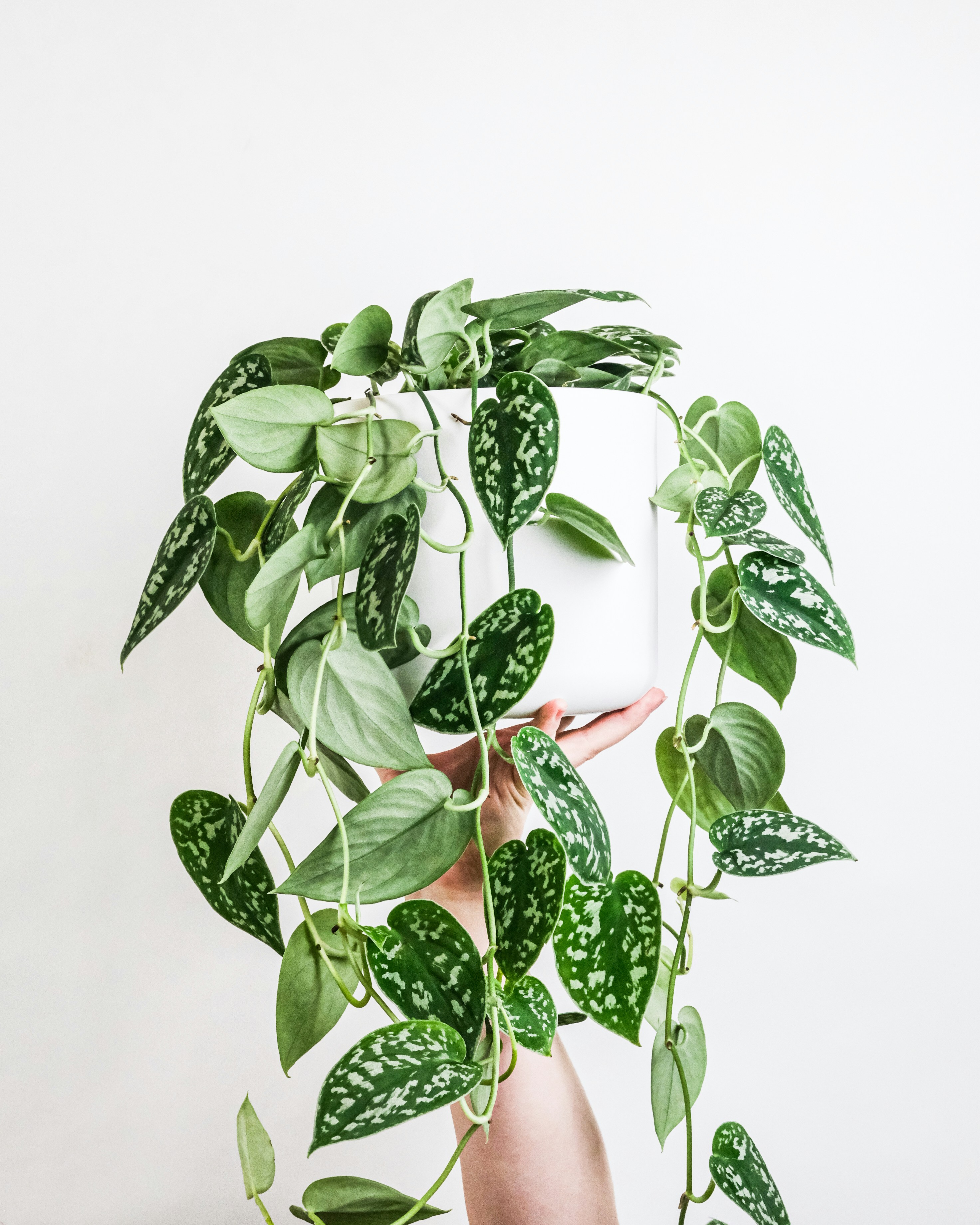 A hand holding a Scindapsus pictus. by Gone Greenish green plant on white ceramic pot