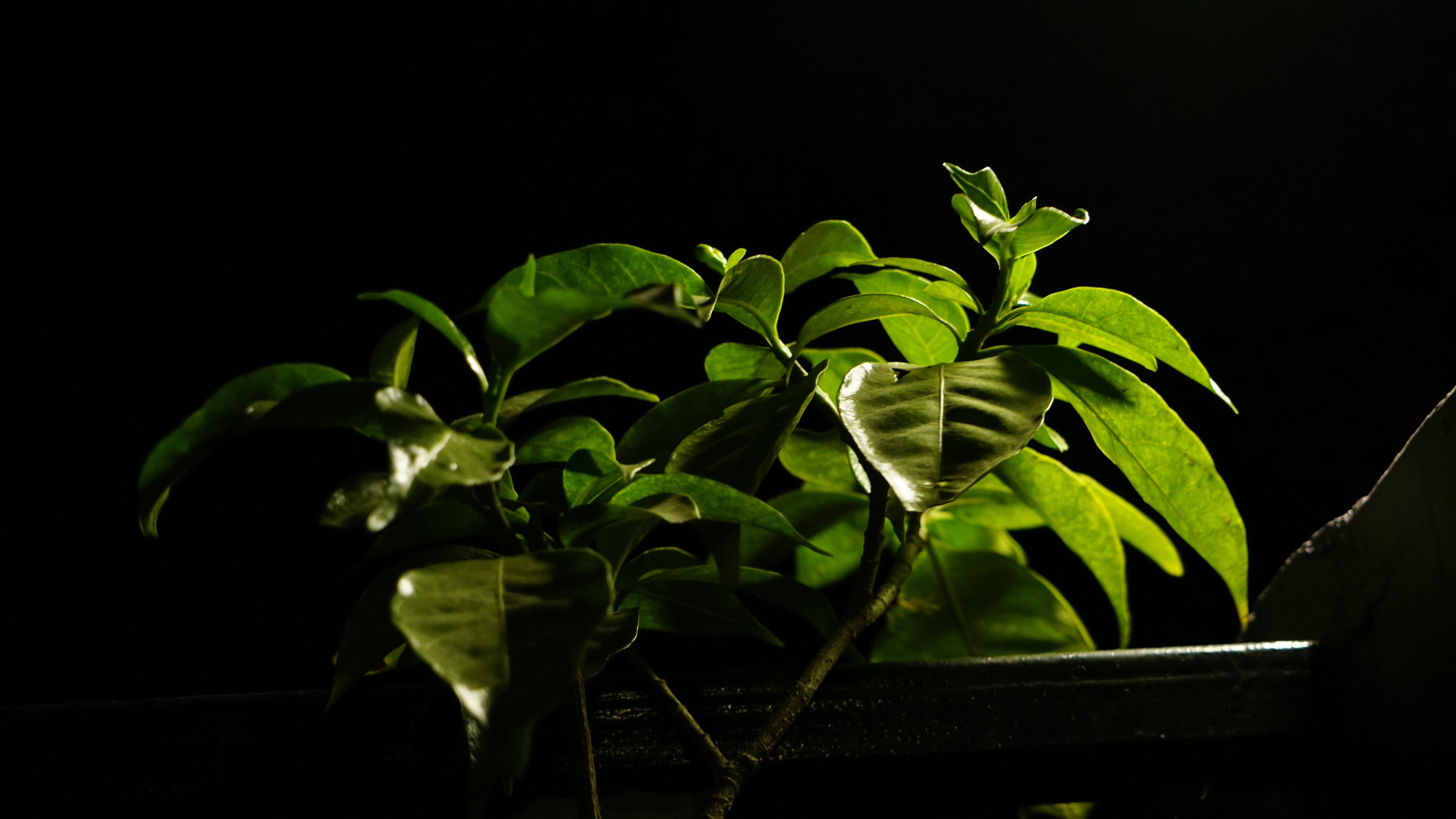 🏁 Conclusion by Gone Greenish a potted plant in a dark room