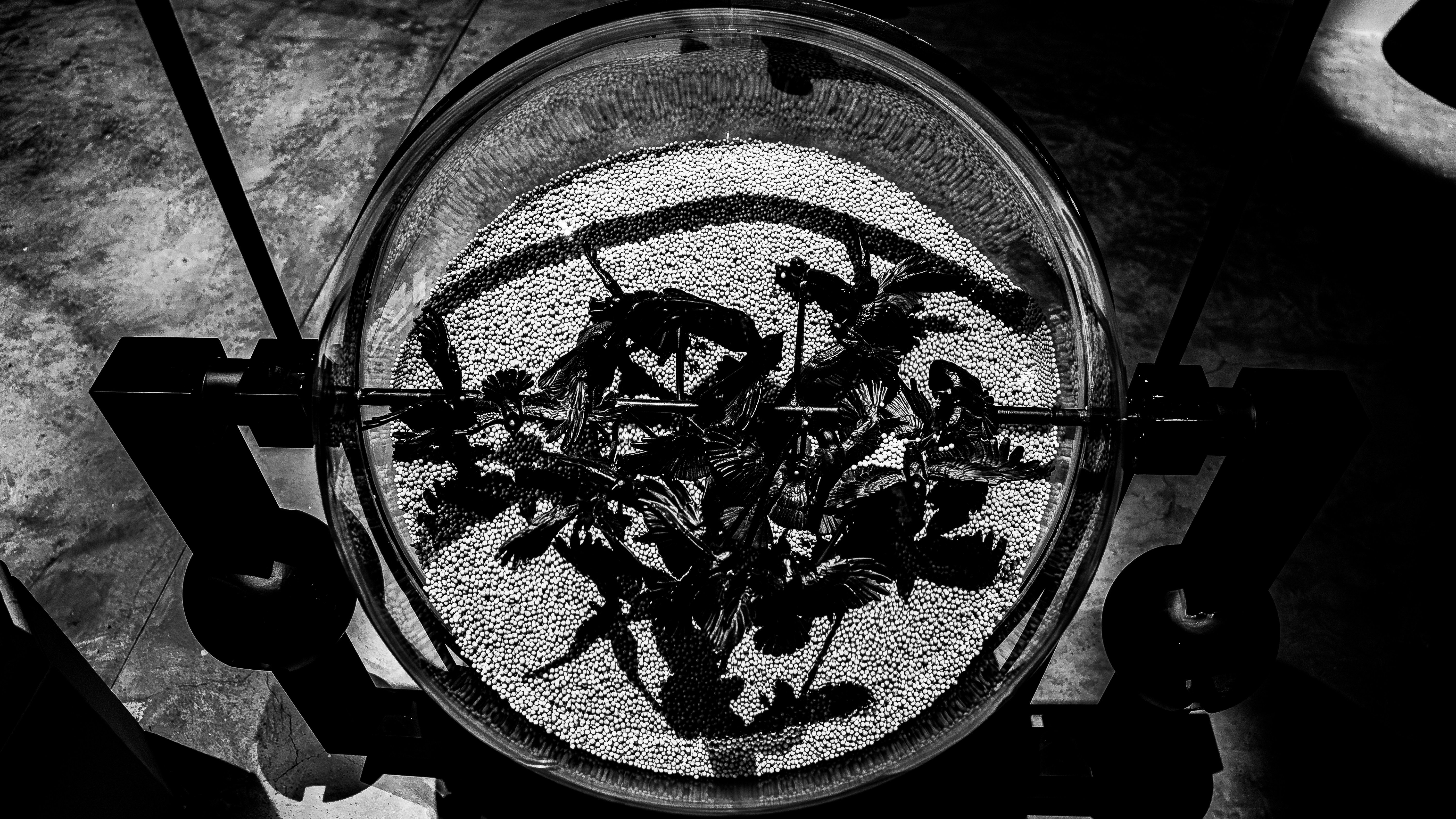 Plants growing inside a round glass scientific apparatus.
