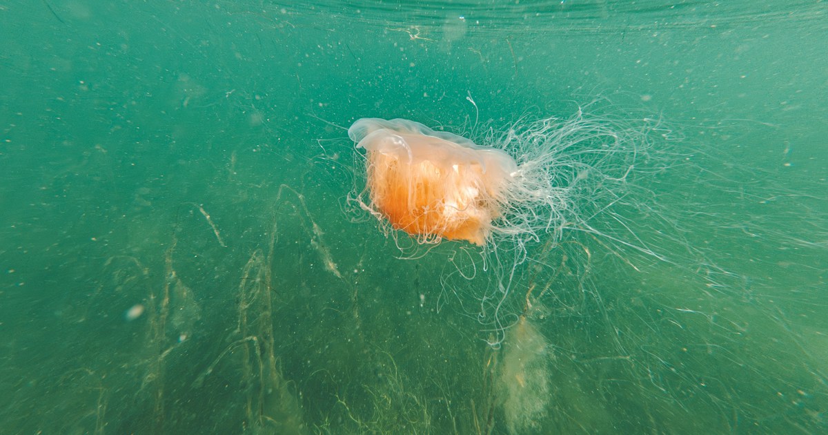 An orange jellyfish with long tentacles swims in green water