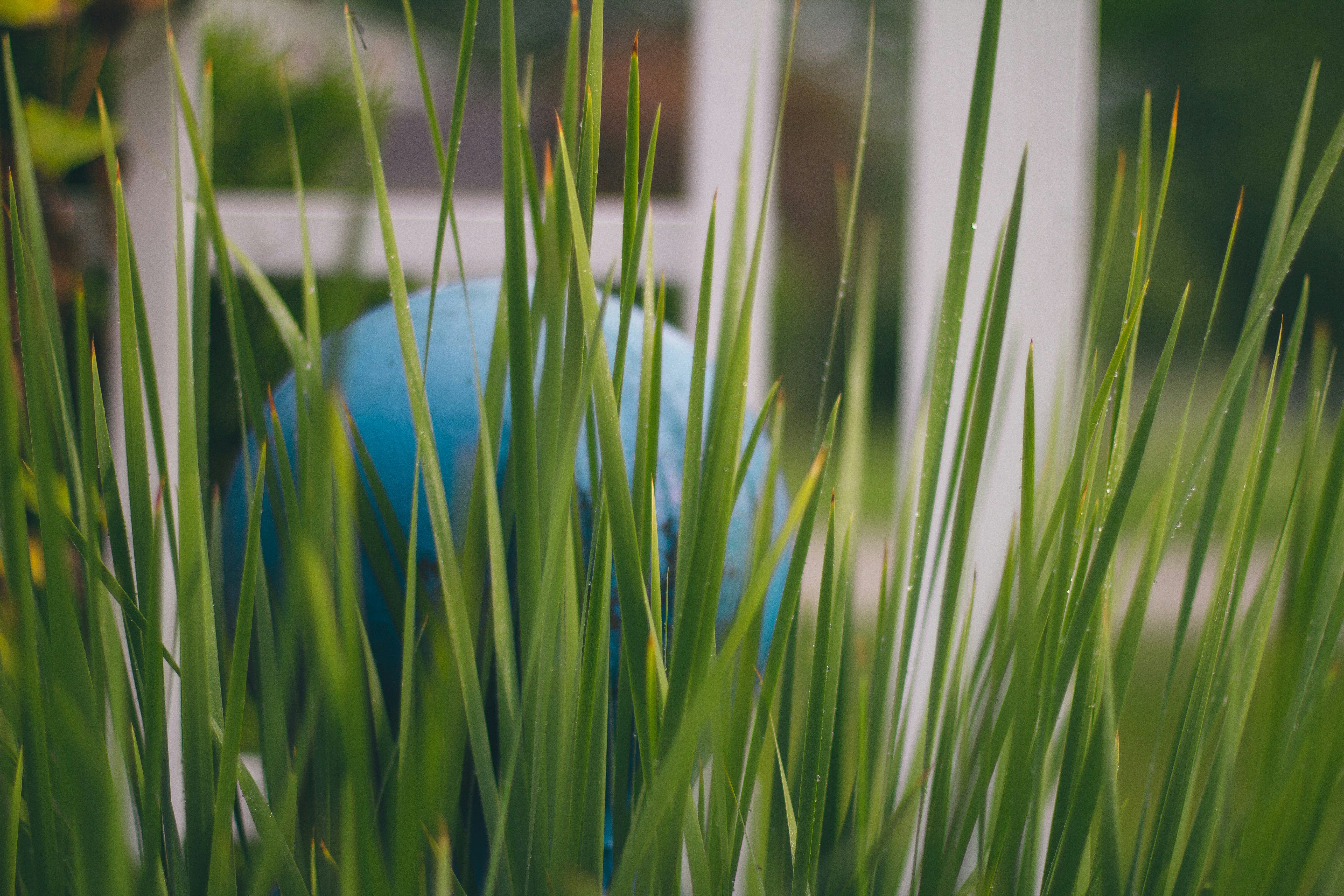 a blue ball sitting in the middle of some tall grass