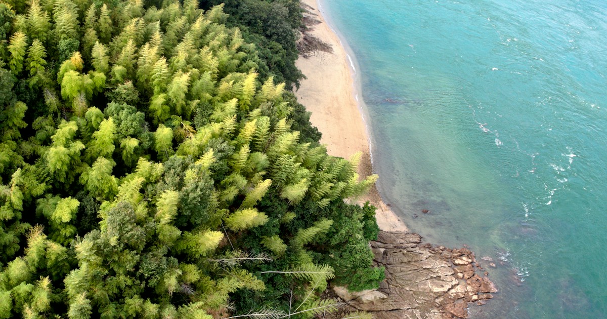 green and brown trees near beach