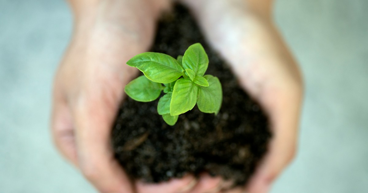 a person holding a plant in their hands