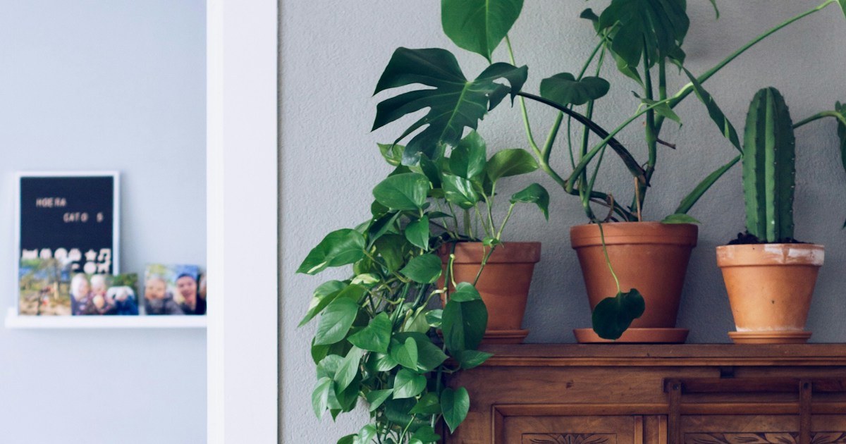swiss cheese plant on top of brown piano