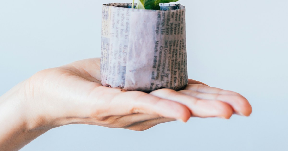 green leafed plant on newspaper pot